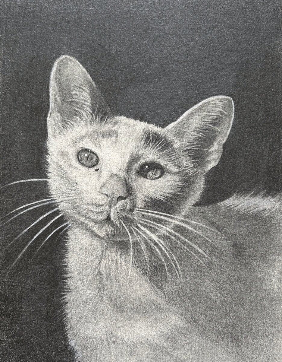 Charcoal portrait of a cat looking upward