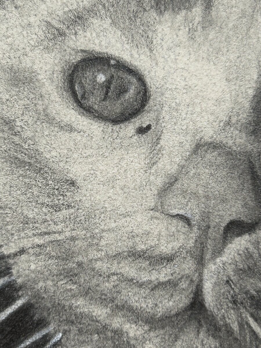 Extreme close-up charcoal study of a cat's eye