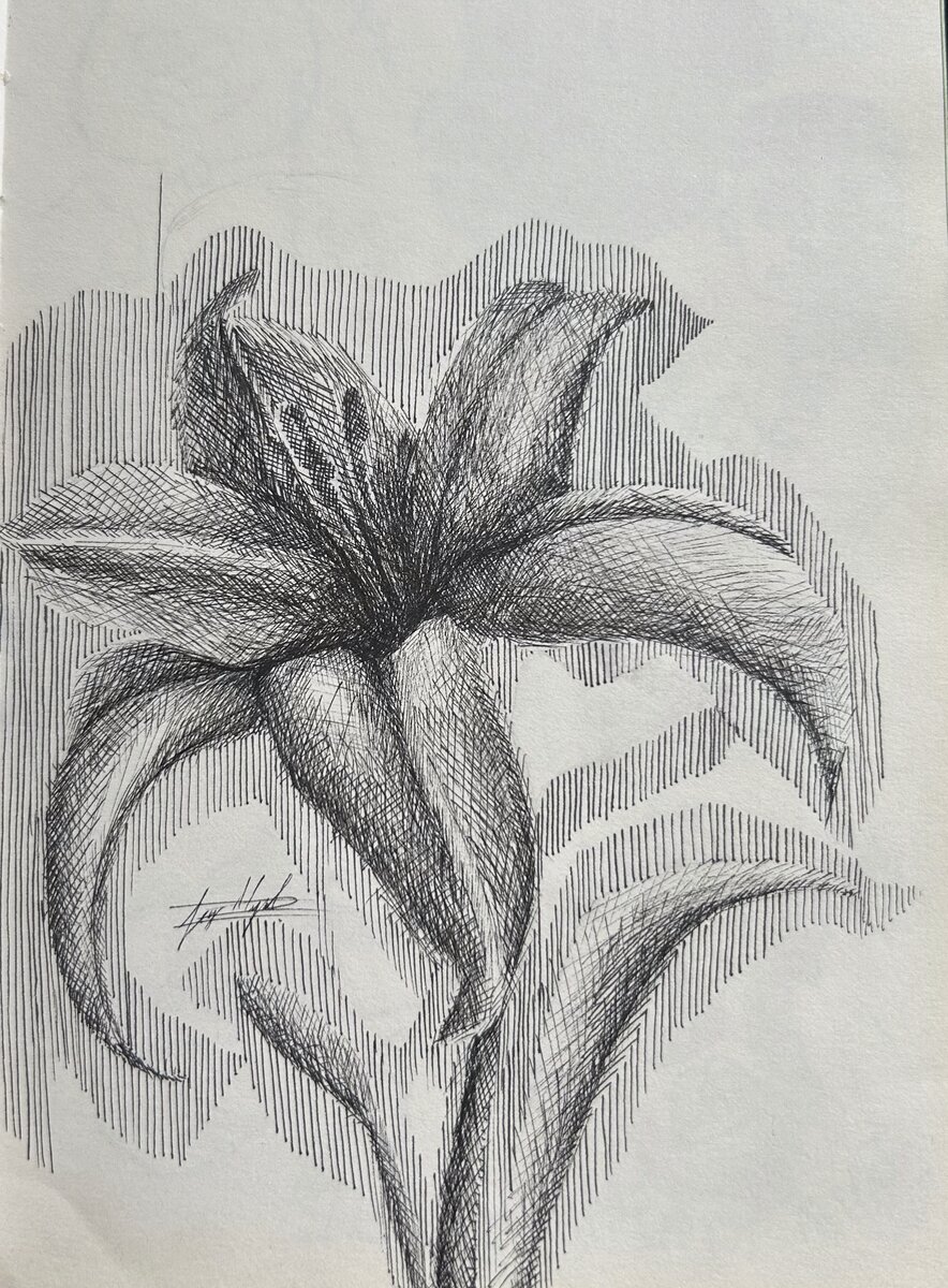 Charcoal drawing of a lily flower
